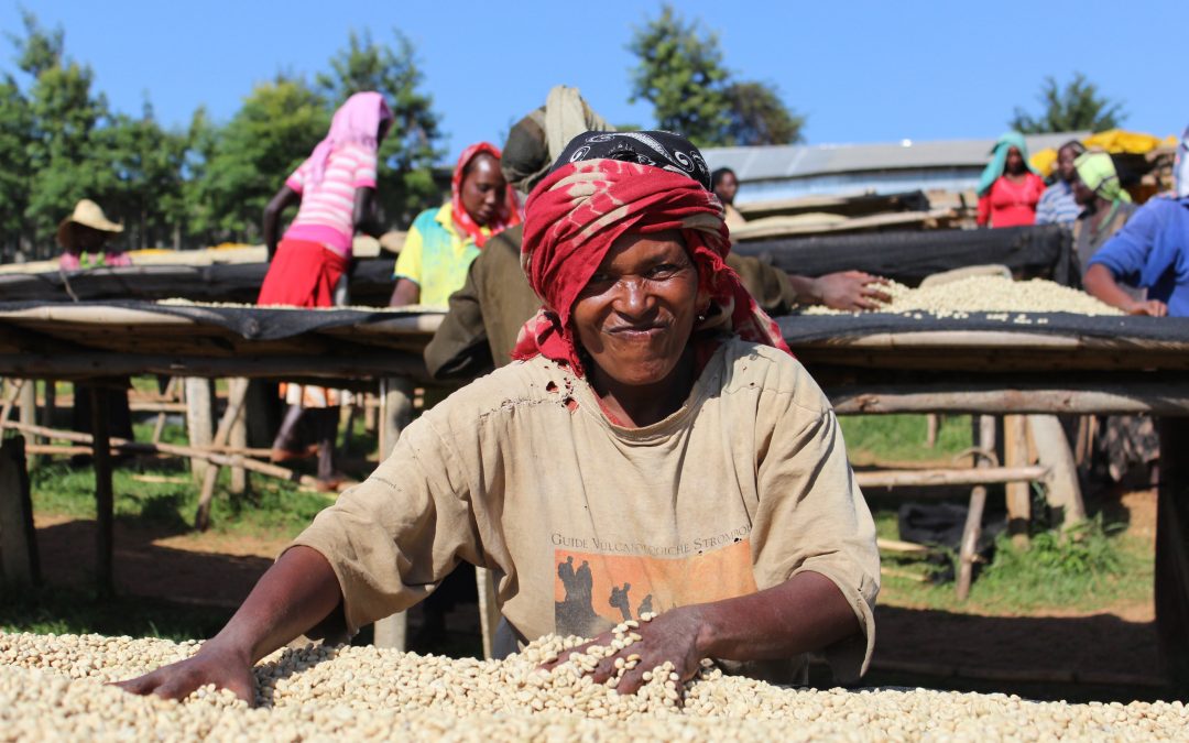 Kayon Mountain: from bushland to the face of future Ethiopian coffee
